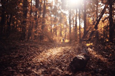 doğa sonbahar manzara