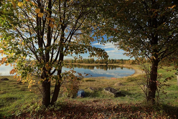 Sommaren skogsträd tittar upp — Stockfoto