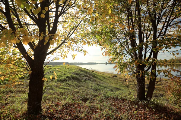 Літні лісові дерева, що дивляться вгору — стокове фото