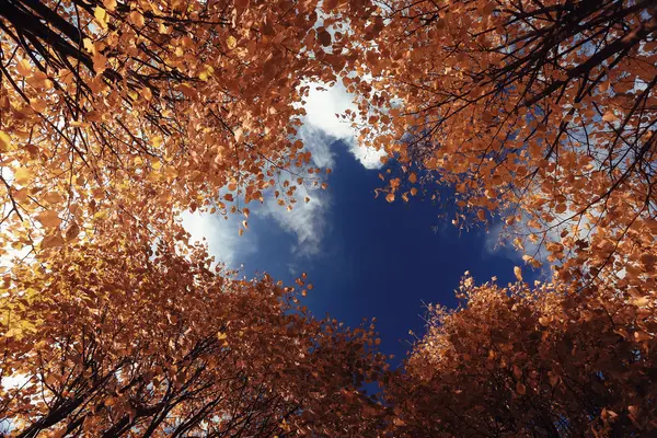 Herbst Himmel verlässt Hintergrund — Stockfoto
