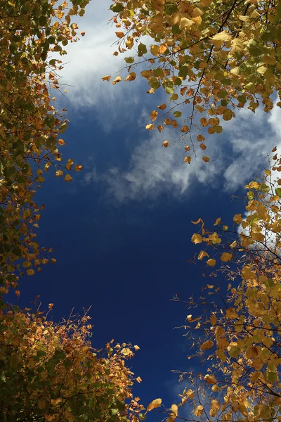 Outono céu folhas fundo — Fotografia de Stock