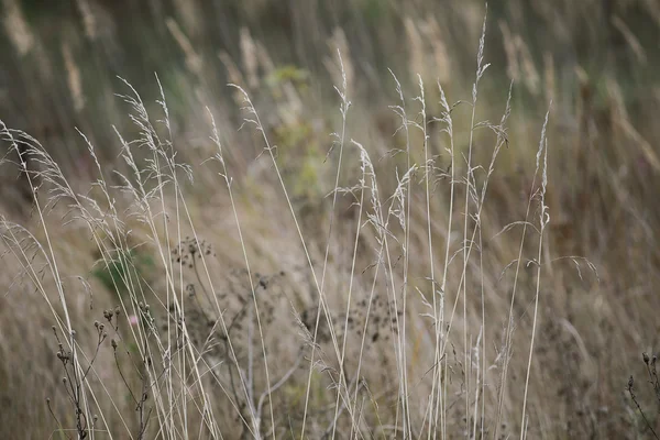 背景秋の草 — ストック写真