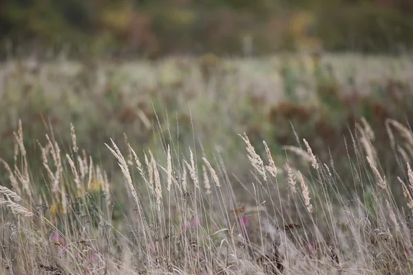 背景秋の草 — ストック写真
