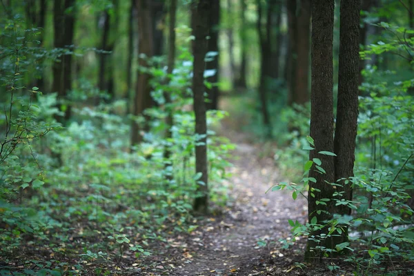 Árvores de fundo na floresta — Fotografia de Stock