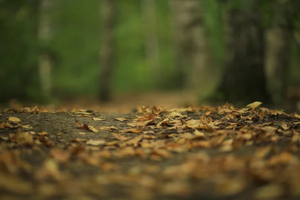 Ormanda düşen yapraklar arka plan — Stok fotoğraf