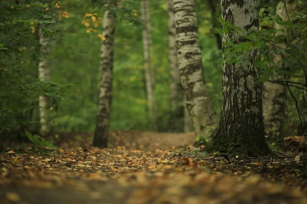 Feuilles tombées fond dans la forêt — Photo