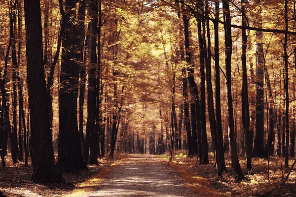 Liggande bakgrund i soliga höst park — Stockfoto