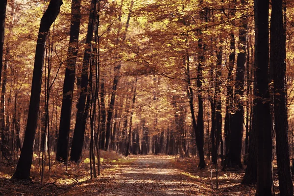 Paisaje otoño en un bosque dorado —  Fotos de Stock