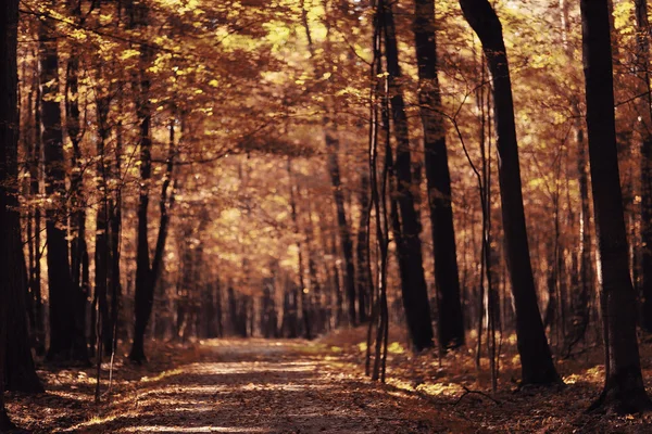 Podzimní krajina cesta v parku — Stock fotografie