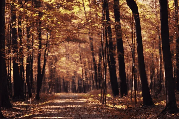 Paisagem outono caminho no parque — Fotografia de Stock