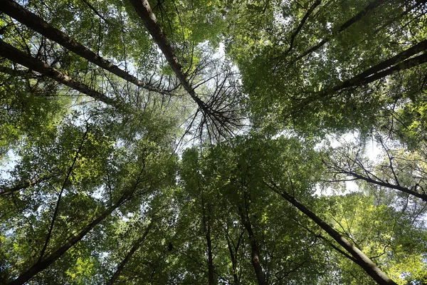 Фоновые деревья в лесу — стоковое фото