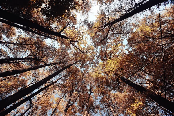 Ramas de árboles miran hacia arriba fondo otoño — Foto de Stock