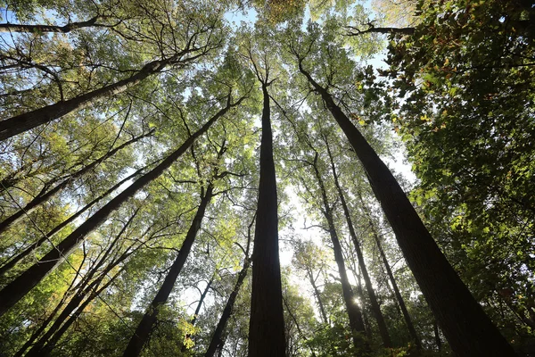 Arbres forestiers d'été regardant vers le haut — Photo