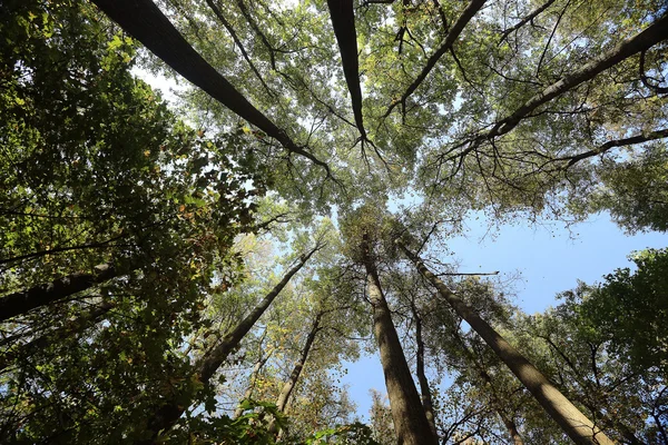 Árboles del bosque de verano mirando hacia arriba — Foto de Stock