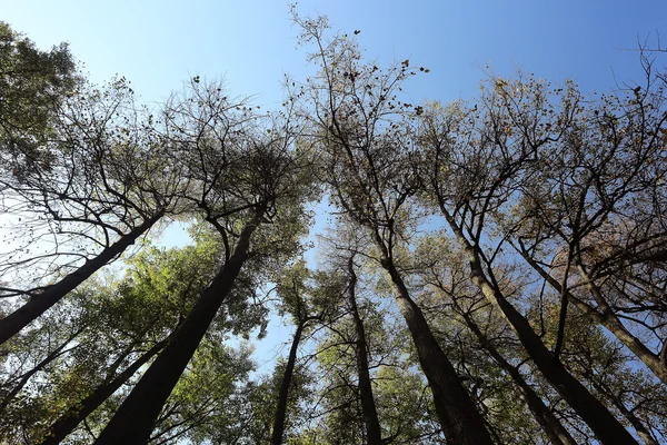 秋の空の背景を葉します。 — ストック写真