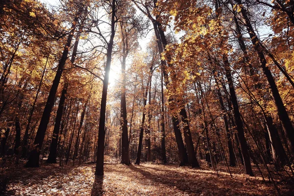 Paisaje otoño en un bosque dorado —  Fotos de Stock