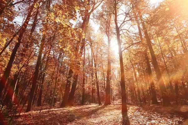 Ramos árvores olhar para cima fundo outono — Fotografia de Stock