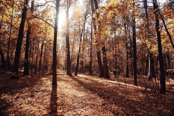 Herfst in Amerika landschap van Central Park — Stockfoto