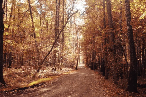 Paisaje de otoño en la naturaleza —  Fotos de Stock