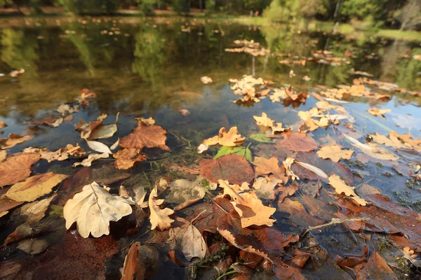 Lago Bosque otoño paisaje naturaleza — Foto de Stock