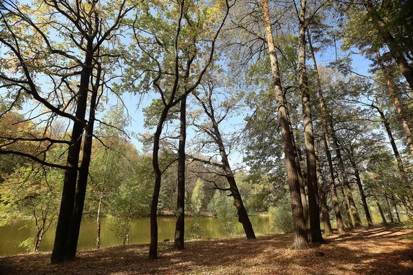 Summer landscape in the park — Stock Photo, Image