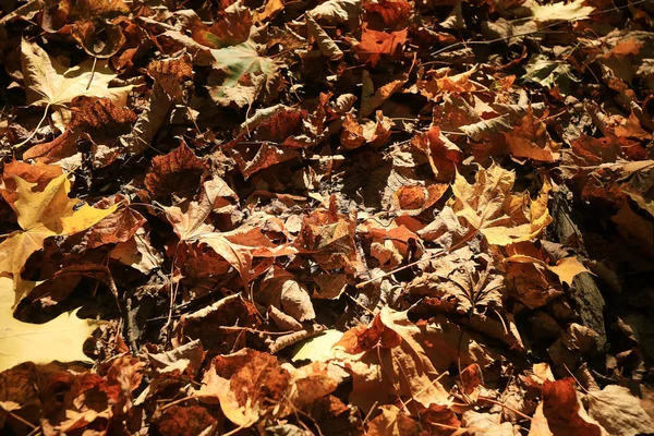 Feuilles sèches sur la route — Photo