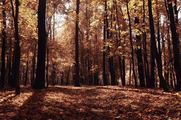 Concepto otoño en la ciudad —  Fotos de Stock