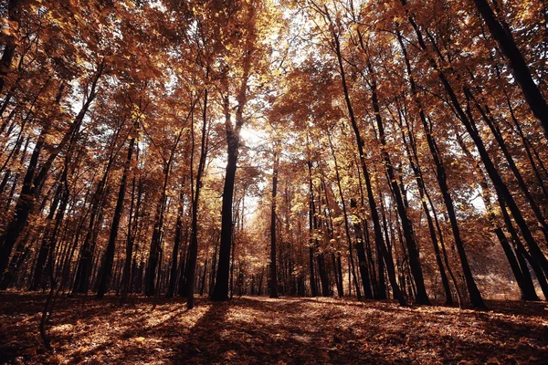 秋の空の背景を葉します。 — ストック写真