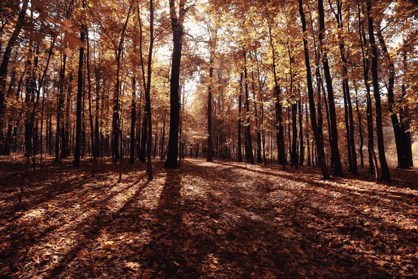 Paisaje de otoño en la naturaleza —  Fotos de Stock