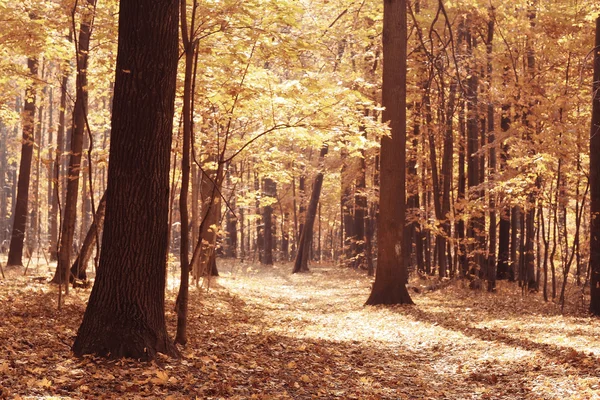 日当たりの良い秋の公園で風景の背景 — ストック写真