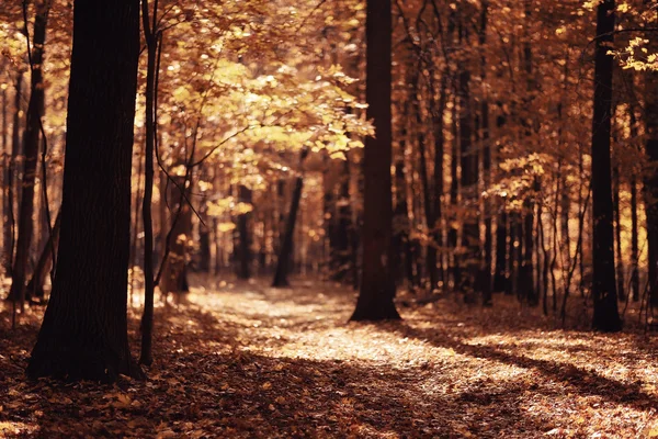 Paisagem outono caminho no parque — Fotografia de Stock