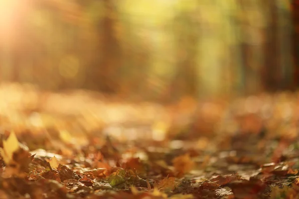 Fondo hojas de otoño en el parque — Foto de Stock