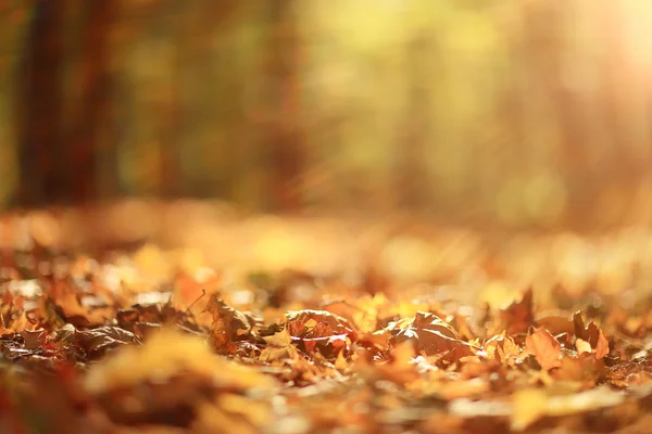 Háttér ősz a parkban — Stock Fotó