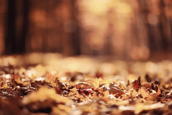 公園を紅葉します。 — ストック写真