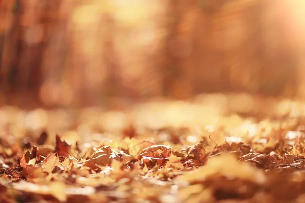 Fondo hojas de otoño en el parque —  Fotos de Stock