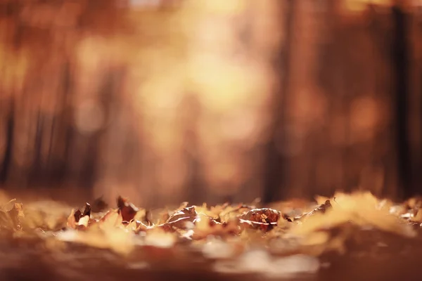 Hintergrund Herbstblätter im Park — Stockfoto