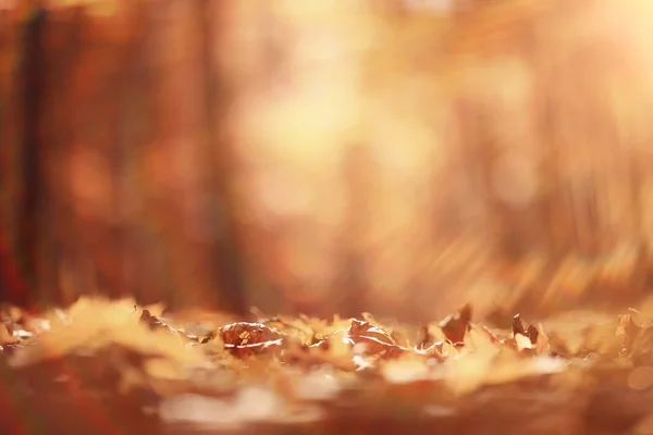 Háttér ősz a parkban — Stock Fotó