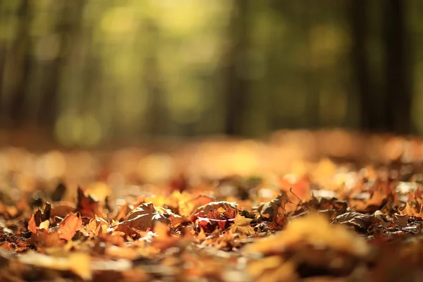 Fondo hojas de otoño en el parque —  Fotos de Stock