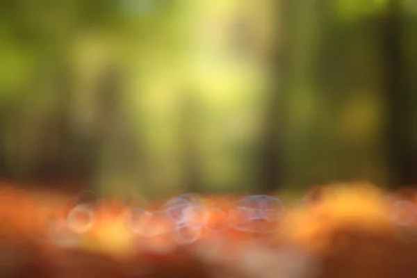 Natura sfocata sfondo bokeh — Foto Stock