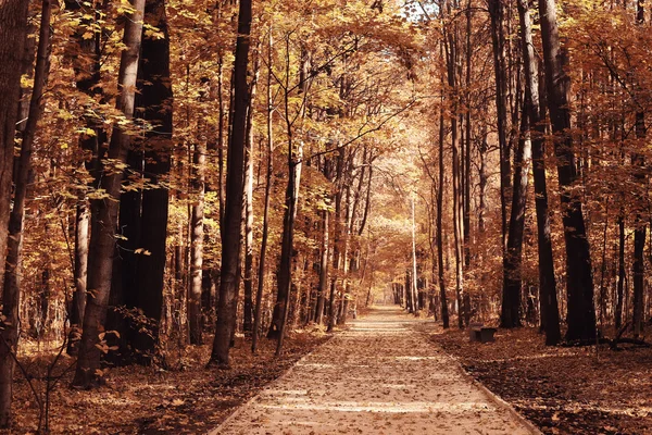 Concepto otoño en la ciudad —  Fotos de Stock