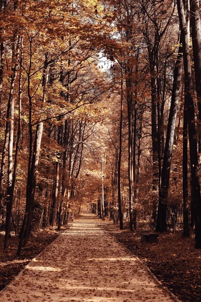 Paisaje de otoño en la naturaleza —  Fotos de Stock