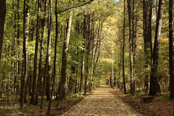 Пейзаж осень в золотом лесу — стоковое фото
