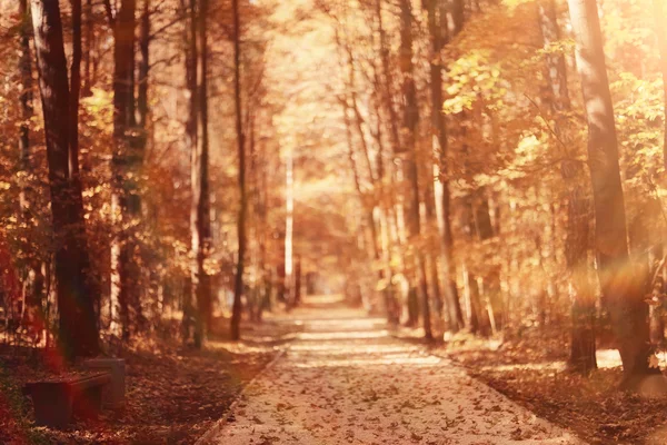 Paisaje sendero de otoño en el parque —  Fotos de Stock