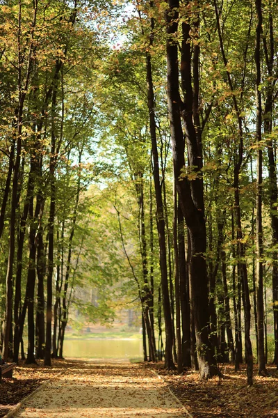 Bakgrunden träd i skogen — Stockfoto