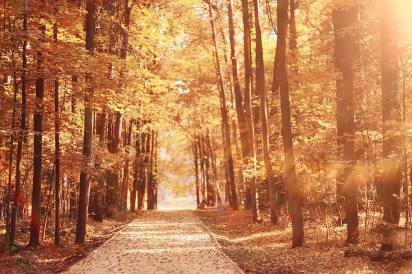 Podzimní krajina ve zlatém lese — Stock fotografie