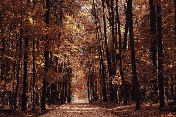Paisaje otoño en un bosque dorado —  Fotos de Stock