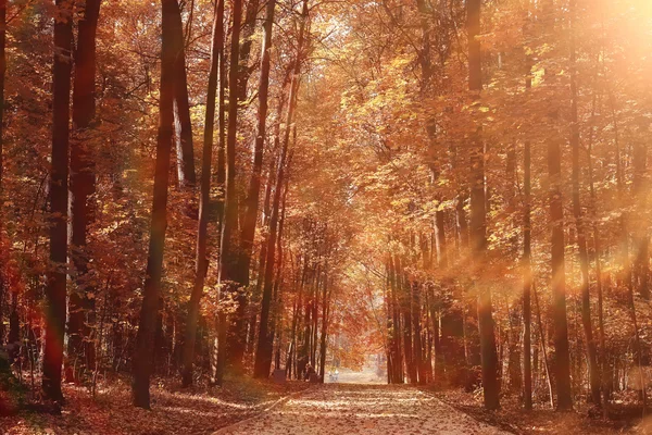 Fondo del paisaje en el soleado parque de otoño —  Fotos de Stock