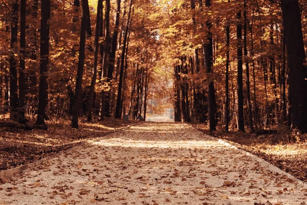 Otoño en América paisaje de Central Park —  Fotos de Stock