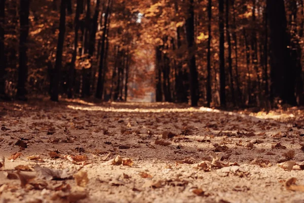 Paisaje otoño en un bosque dorado —  Fotos de Stock