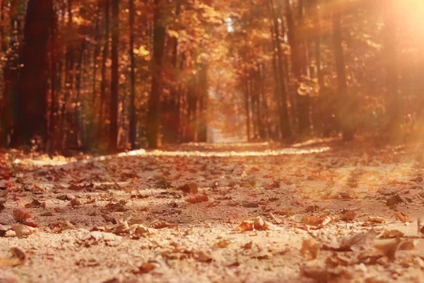 Landschap achtergrond in zonnige herfst park — Stockfoto